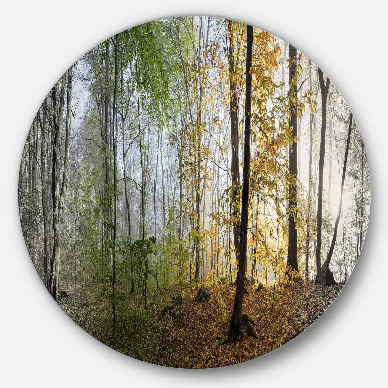 Designart - Morning Forest Panoramic View' Landscape Photography Circle Metal Wall Art